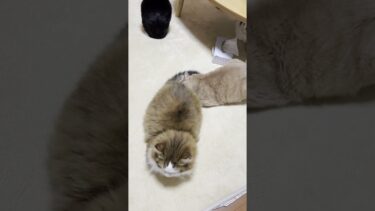 めっちゃ秀吉の臭い嗅ぐやん #ひのき猫 #cat #猫【ひのき猫】