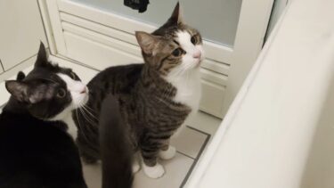 お風呂場が猫で混雑しました【ひのき猫】