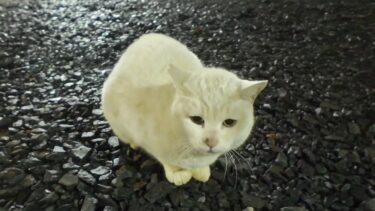 夜の神社に白猫ちゃんがいました【感動猫動画】