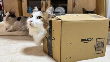 もしもAmazonから猫のぬいぐるみがこんな箱で届いたら・・・【ひのき猫】