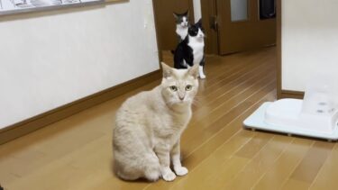 不審者扱いの息子の帰宅でプチパニックになる猫【ひのき猫】