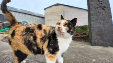 猫島で防波堤に座ると隣に座ってくる猫がいて楽しい【感動猫動画】