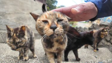 漁港の街の路地裏を歩いているとサビ猫の軍団に取り囲まれた【感動猫動画】