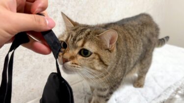 アイマスクを猫に食べられました…。【ポムさんとしまちゃん / ねこべや】