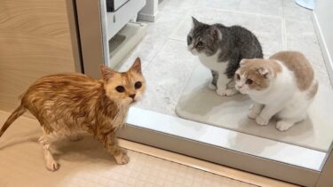 風呂に入って小さくなっちゃった兄弟を見たら猫たちがこうなっちゃいました…【もちまる日記】