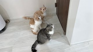 寂しがり屋な猫たちにお留守番をお願いしてみたらまさかのこうなっちゃいました…【もちまる日記】