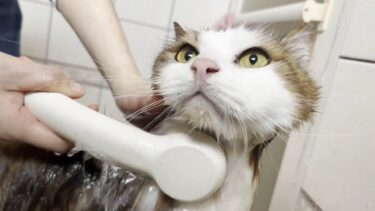 お風呂で泡泡にされると小柄なオッサンだとバレる猫【ひのき猫】