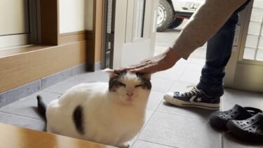 お父さんを見送るはずがジムニーにビビって逃げ腰になる猫【ひのき猫】