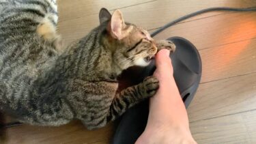 飼い主の足の匂いが臭すぎて猫がこうなりました…【てん動画】