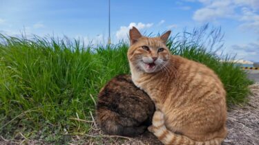 風が強いんで草むらで縮こまっていた猫ちゃんがモフられにきた【感動猫動画】