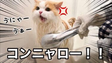 1年ぶりに猫を洗ったらうにゃうにゃおこりんぼで可愛いかった！【猫のレモンちゃんねる】