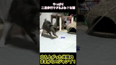 【衝撃の姿】立った状態からジャンプしちゃう猫ゴマちゃん☆やっぱり猫は二足歩行できるよね！？ｗ #猫の身体能力 #リキちゃんねる #猫のいるくらし