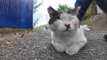 道路で寝ていた猫を撫でるとゴロゴロと喜んでカワイイ【感動猫動画】
