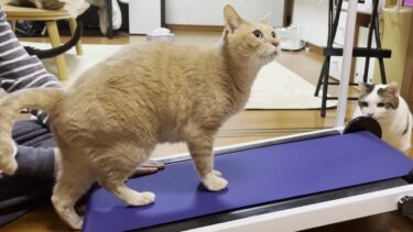 トレーニング次第では痩せるかもしれない猫【ひのき猫】