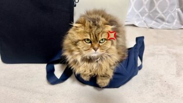 お出かけを阻止するために鞄の上に乗ってしまった猫【ちょりちゃみチャンネル】