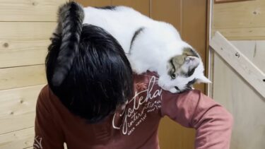 好きすぎてスリスリが激しすぎる猫【ひのき猫】