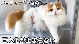 愛猫が「さらに大きくなった」と言われるので久々に体重をはかったら驚きの結果にw【猫のレモンちゃんねる】