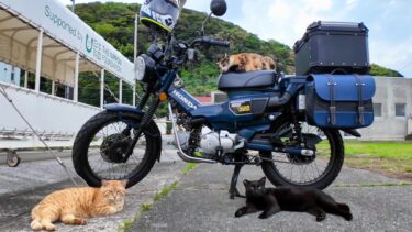 巷で人気のバイク「ハンターカブCT125」は港の猫達にも大人気【感動猫動画】