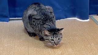 猫が本気を出して獲物に襲いかかる瞬間が怖すぎた…【てん動画】