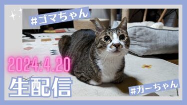 【なかよし兄弟】ガーちゃん&ゴマちゃんライブ  2024.4.20　生配信【リキちゃんねる・猫LIVE】