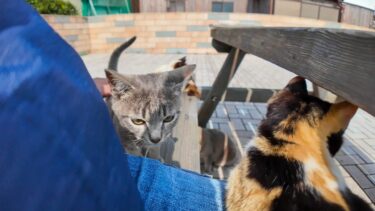 猫島でテーブルに着くと猫がたくさん集まってきて楽しい【感動猫動画】