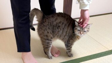 妹に甘えてる猫に近づいたら邪魔者扱いされました…【ポムさんとしまちゃん / ねこべや】