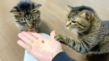 猫達に１粒ずつご飯を与えたら奪い合いになった…【てん動画】