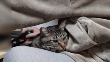 思惑通りにいかないこともあるけどパパの膝の上で寝るのが好きな猫ガーちゃん　【リキちゃんねる　猫動画】 キジトラ 猫のいる暮らし