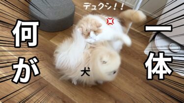 仲良しだったのに突然猫がキレて犬が落ち込んじゃいました…【猫のレモンちゃんねる】