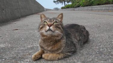 海沿いの道で出会ったキジトラ猫ちゃん、撫でるとゴロゴロ喜んでカワイイ【感動猫動画】
