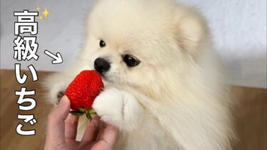 ほっぺが落ちるほど美味しいイチゴをはじめて食べた犬の反応が可愛すぎました！【猫のレモンちゃんねる】
