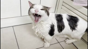 「俺は怒ったら怖いねんぞ！」と怒鳴る猫のお腹がスゴいタプタプだった【ひのき猫】
