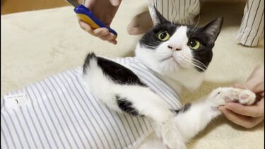 術後服を着たら簡単に爪が切れる猫のお腹がマジでヨギボーだった【ひのき猫】