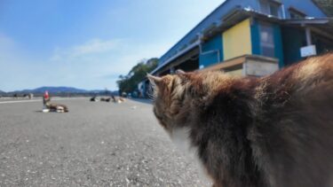 港で出会った猫ちゃん「今から猫の集会に行くニャン。ついて来るニャン」【感動猫動画】