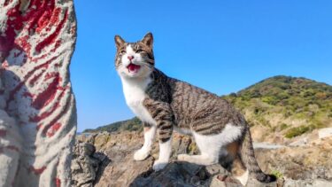 崖っぷちの岩場を悠々と歩く猫たち【感動猫動画】