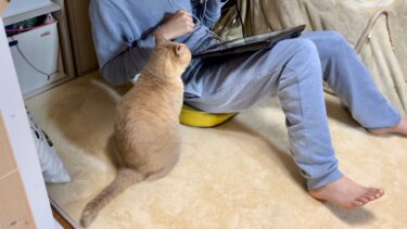 深夜1時の追いかけっこで完全に息子を見失ってしまう猫【ひのき猫】