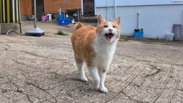 猫島に着いて神社に参拝に行くと階段下で出会った猫が付いてきて楽しい【感動猫動画】