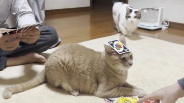 深夜1時のUNO大会を仕切る元締めの猫【ひのき猫】