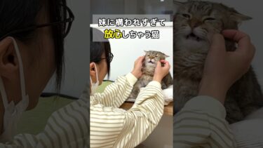 妹に構われすぎて放心しちゃう猫…。【ポムさんとしまちゃん / ねこべや】