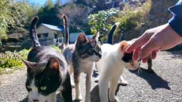 山道を歩いていると猫がたくさん集まってきた【感動猫動画】