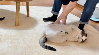 お母さんの逆鱗に触れて思ってた以上にゴロンゴロン転がされる猫【ひのき猫】