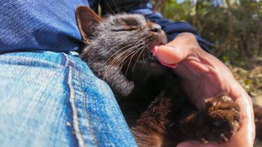 猫神社の黒猫ちゃんは凄い甘えん坊だった【感動猫動画】