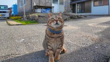 猫島の道端で出会った猫ちゃん、近くのベンチに飛び乗ってきてカワイイ【感動猫動画】