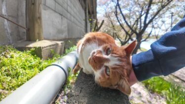 塀の上にいた猫ちゃん、一旦は逃げたけどやっぱりモフられに来てカワイイ【感動猫動画】
