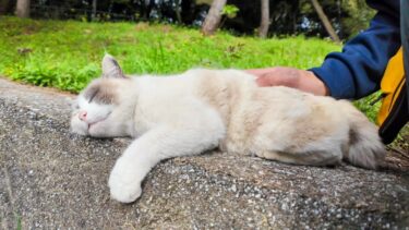 道路脇の塀の上で寝ていた猫に近づいてナデナデしてきた【感動猫動画】