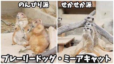 桜はまだ早かったのから、無料の動物園を見てきたよ☆のんびりした戦いお食事タイム・プレーリードッグ☆とにかくせわしないミーアキャット/カピバラ・孔雀など…　☆岡崎市東公園☆　【お出かけ動画】