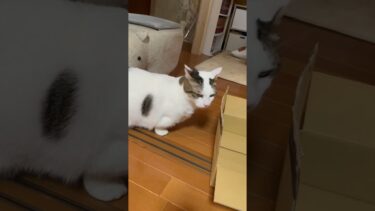 呼ばれるとゆっくりポテポテやって来るスタイルの豆大福【ひのき猫】