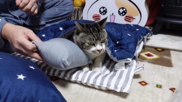 リキちゃんの思い出 フィルムライブ  2024.4.23　生配信【リキちゃんねる・猫LIVE】