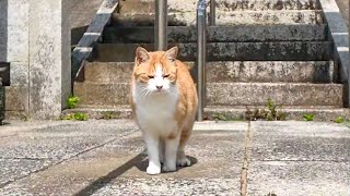 猫島の神社に行くと猫が出迎えてくれて楽しい【感動猫動画】
