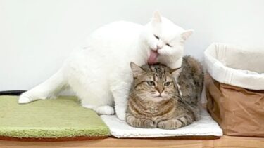 シスコン猫の愛が重すぎた結果がこちら…笑【ポムさんとしまちゃん / ねこべや】